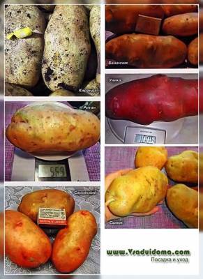 Какие сорта картошки самые КРУПНЫЕ? - vsaduidoma.com