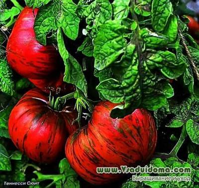 Штамбовые томаты-гномы и секреты их выращивания, отзывы о сортах - vsaduidoma.com