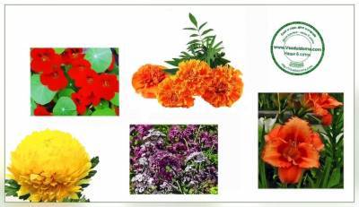Какие цветы считаются съедобными и рецепты из них - vsaduidoma.com