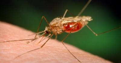 Радость или гадость: что случилось бы, если бы все комары в одночасье исчезли? (30) - rus.delfi.lv