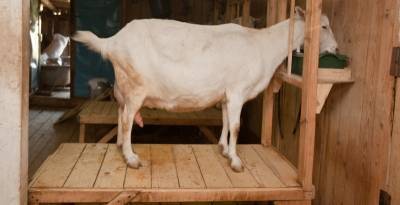 Как правильно содержать коз? - sad-dacha-ogorod.com