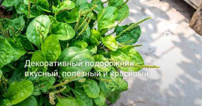 Декоративный подорожник — вкусный, полезный и красивый - botanichka.ru