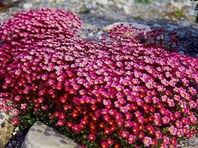 Камнеломка: фото цветов на клумбе, в ландшафтном дизайне, полезные свойства - fermilon.ru