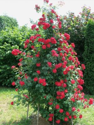 Роза Ветров - Плетистая роза сорта Красный Маяк: посадка и уход - fermilon.ru