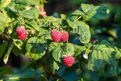 5 ошибок садовода, из-за которых ягоды малины мельчают - orchardo.ru