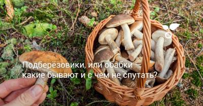 Подберёзовики, или обабки — какие бывают и с чем не спутать? - botanichka.ru
