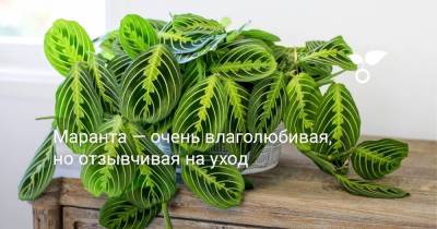 Маранта — очень влаголюбивая, но отзывчивая на уход - botanichka.ru