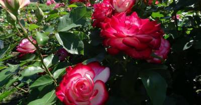 ФОТО: Рундальский замок приглашает посмотреть на цветущие розы во французском саду - rus.delfi.lv