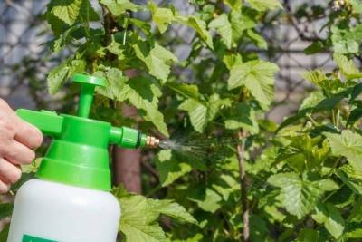 5 способов применения сосновых иголок для защиты растений от вредителей и болезней - orchardo.ru