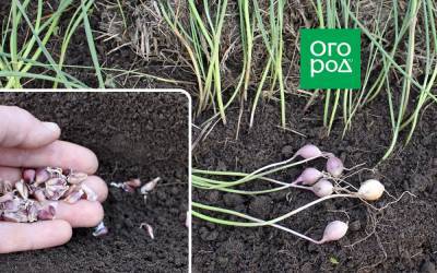 Как выращивать озимый чеснок из семян - ogorod.ru