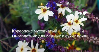 Кореопсис мутовчатый — солнечный многолетник для бедных и сухих почв - botanichka.ru