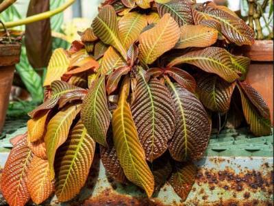 Гоффмания – растение с листьями из тафты - greeninfo.ru - Швеция