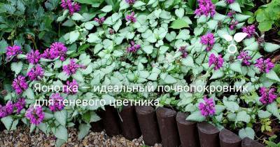Яснотка — идеальный почвопокровник для теневого цветника - botanichka.ru