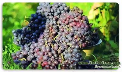 Агат Донской, Супага, Агат Донской и другие холодостойкие сорта винограда – отзывы виноградаря - vsaduidoma.com