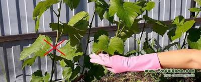 Обрезка винограда – когда лучше: весной или осенью - vsaduidoma.com