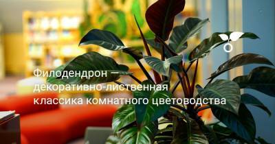 Филодендрон — декоративно-лиственная классика комнатного цветоводства - botanichka.ru