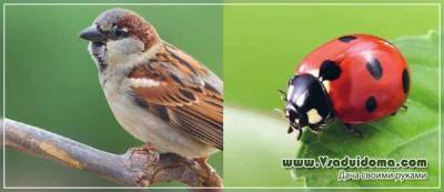 Биологическая защита сада и огорода – каких вредителей поедают животные и птицы - vsaduidoma.com