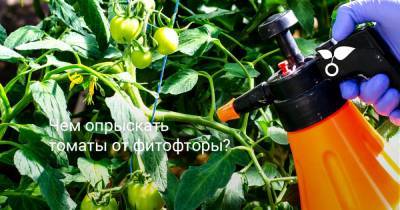 Чем опрыскать томаты от фитофторы? - botanichka.ru