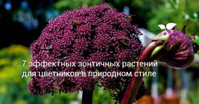 7 эффектных зонтичных растений для цветников в природном стиле - botanichka.ru