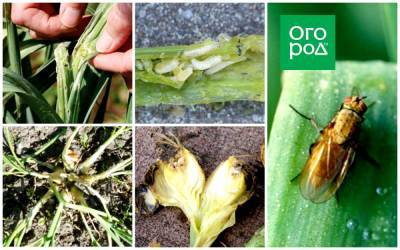 Луковая муха – как распознать на растениях и эффективно с ней бороться - ogorod.ru