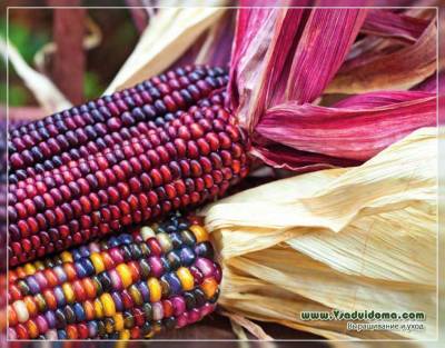 Агротехника кукурузы – только самое главное! - vsaduidoma - Мексика