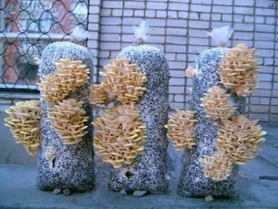 Выращивание гриба вешенки в домашних условиях - sad-dacha-ogorod.com