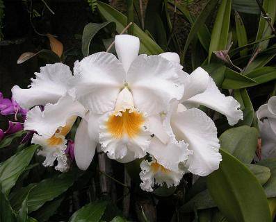 Открытие орхидеи Каттлеи - sad-dacha-ogorod.com - Англия - Сша