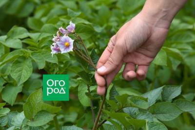 Нужно ли обрывать цветки у картофеля, и зачем это делают - ogorod.ru - Россия
