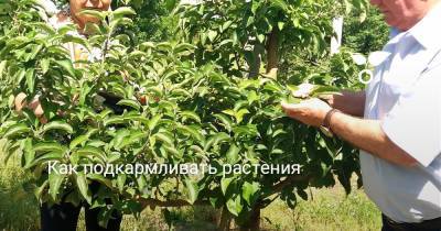 Как подкармливать растения - botanichka.ru