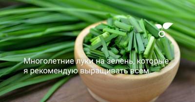 Многолетние луки на зелень, которые я рекомендую выращивать всем - botanichka.ru