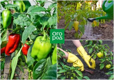 Как ухаживать за перцем в теплице и открытом грунте: 7 правил для богатого урожая - ogorod.ru