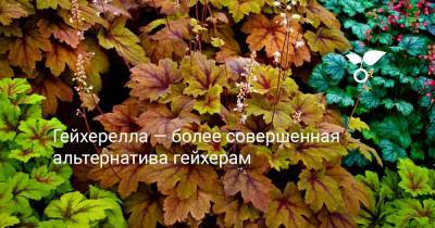 Гейхерелла — более совершенная альтернатива гейхерам - botanichka.ru
