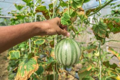 Как вырастить арбузы и дыни в теплице – все работы от посева до сбора урожая - ogorod.ru