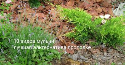 10 видов мульчи — лучшая альтернатива прополке - botanichka.ru