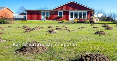 Как защитить сад от кротов - botanichka.ru
