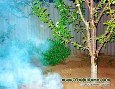 Почему деревья не плодоносят? - vsaduidoma.com