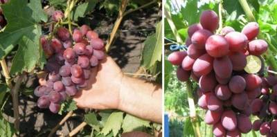 Описание сорта винограда Дунав - sad-dacha-ogorod.com - Ливия
