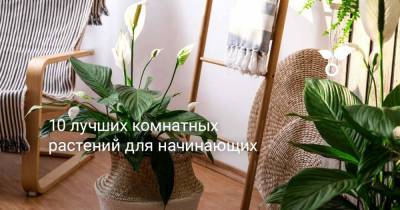 10 лучших комнатных растений для начинающих - botanichka.ru