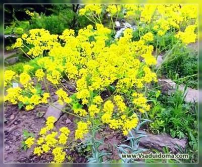 Красильное растение вайда (усьма) – выращивание и применение - vsaduidoma