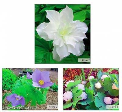 8 редких растений для сада – фото, название и описание - vsaduidoma.com