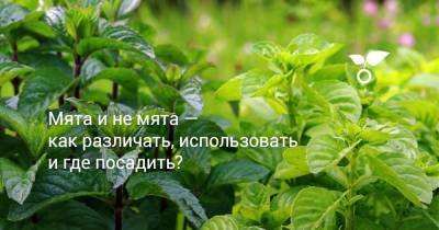 Мята и не мята — как различать, использовать и где посадить? - botanichka.ru