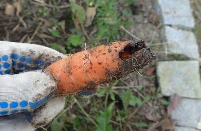 6 типичных проблем, которые могут возникнуть при выращивании моркови - ogorod.ru