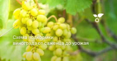 Схема подкормок винограда от саженца до урожая - botanichka.ru