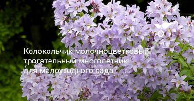 Колокольчик молочноцветковый — трогательный многолетник для малоуходного сада - botanichka.ru - Турция
