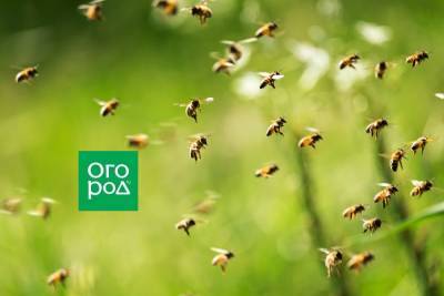 У соседа злые пчелы – что делать - ogorod.ru