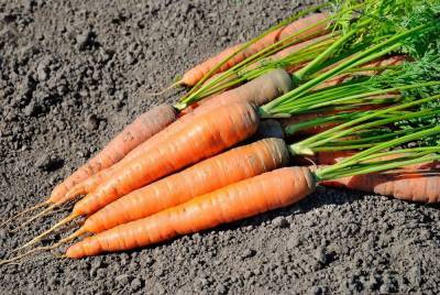 3 главных вопроса о зеленой моркови, или Почему морковь горькая - ogorod.ru