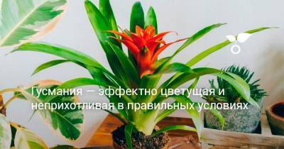 Гусмания — эффектно цветущая и неприхотливая в правильных условиях - botanichka.ru