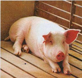 Кормление свиней жмыхами и шротами - sad-dacha-ogorod.com