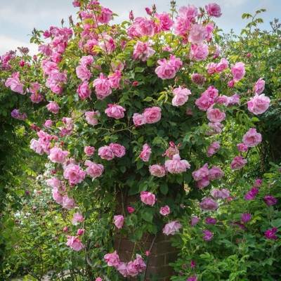 8 красивых сортов крупных роз клаймберов - orchardo.ru