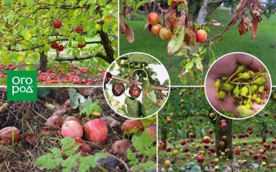 Почему осыпаются завязи и плоды на яблоне, сливе, вишне и других деревьях - ogorod.ru